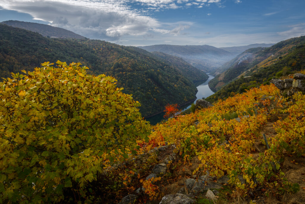 Otoño colorido en los viñedos de Ribeira Sacra, Galicia.